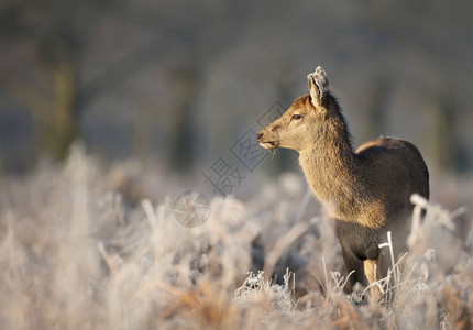 在冬天清晨美丽的早晨红鹿后辈站立着一片霜冻的图片