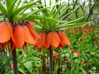 春天花园里盛开的皇家冠皇冠家贝母花朵呈橙色图片