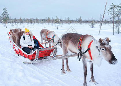 芬兰拉普兰Rovaniemi在冬季骑驯图片