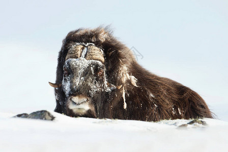 在挪威非常寒冷的冬天雪地上躺着冰冻的毛图片