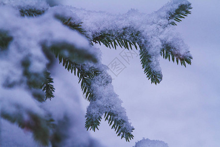 森林下雪的Firtree树枝图片