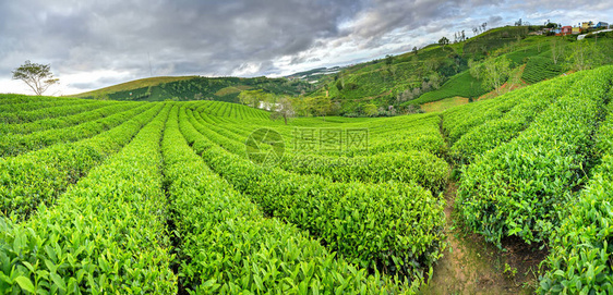 早上在高地的Panrama绿茶山这个茶园已有一百多年的历史图片