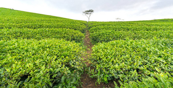 绿茶山之间的孤树为农业丰富茶的亮点图片