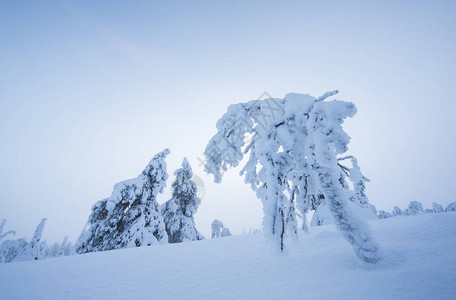 芬兰拉普兰Riisitunturi公园冷冻树木图片