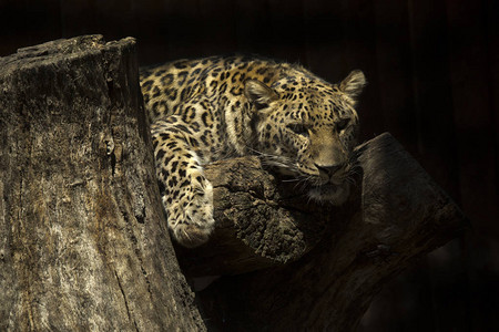 动物园的豹Pantherap图片
