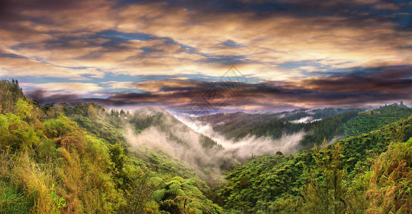 在新西兰原始森林的树木上喷雾和图片