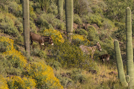 春天在亚利桑那州沙漠中的可爱野驴图片