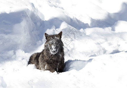加拿大冬季雪中散步的黑狼Canis图片