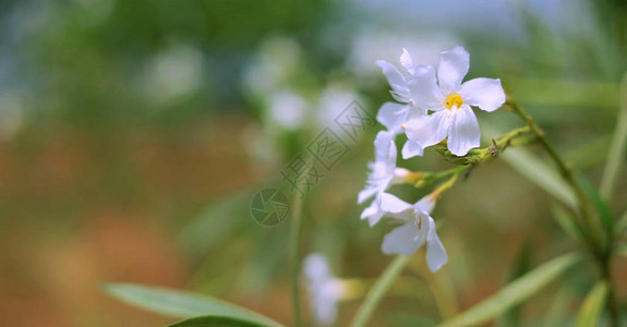 白花园里美丽的白花图片