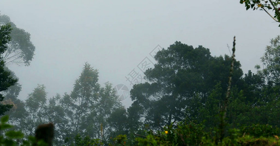 云翻山越岭绿山坡云中树木背景图片