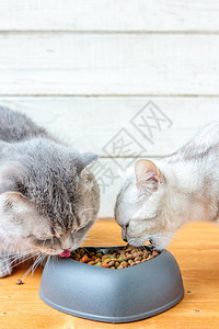 两只猫在吃心形宠物狗的食物图片