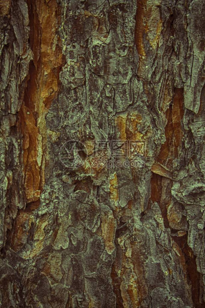 松树的皮春天自然树图片
