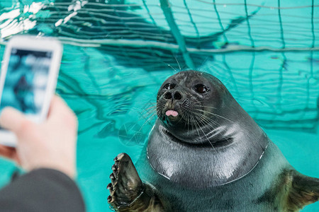 有智能手机在水中拍摄海狮的照片的人图片