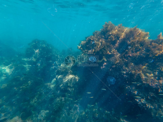 珊瑚礁和环礁海藻长满海洋生物蓝水图片