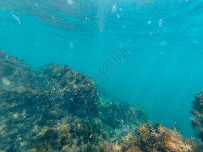 洋深中有水母和热带鱼类的海水深处有清图片