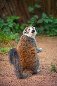 坐在地上的成年男冠冕骨Eulemurcorona图片