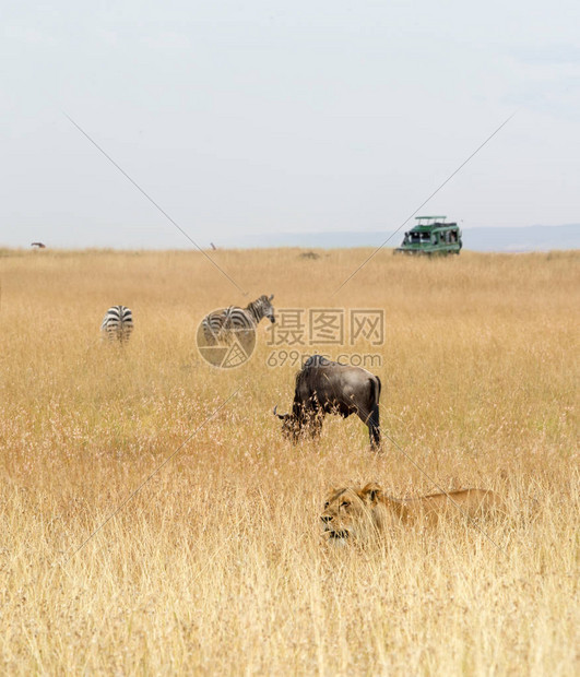 非洲肯尼亚草原上的非洲狩猎动物图片