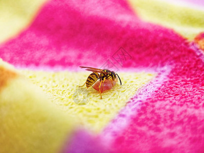 蜜蜂或黄蜂吃帕尔马火腿图片