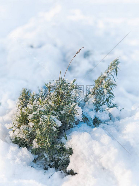 家庭花园雪下的香草冬季薰衣草图片