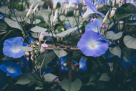 牵牛花园里盛开的花朵带有藤叶的蓝色植物群图片