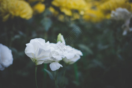 白桔梗德克萨斯蓝铃郁金香龙胆花园里盛开的花朵公园里的洋图片