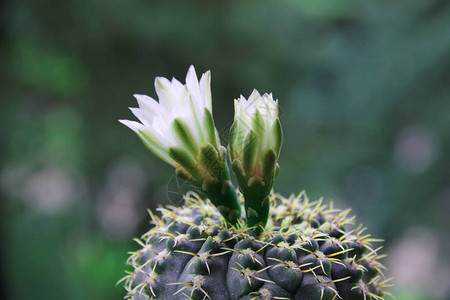 仙人掌Gymnocalycium有白色的花和短刺图片