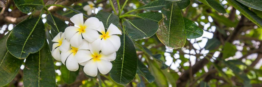 印度尼西亚白梅花或坎博贾花Cam图片