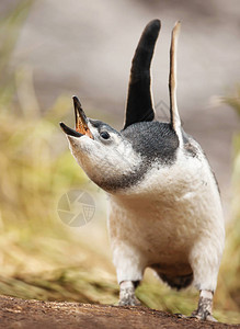 麦哲伦企鹅小鸡在学习如何展示福克兰群岛的领土时呼图片