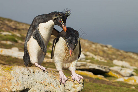 南企鹅鼓励另一只企鹅跳跃福克兰群岛图片