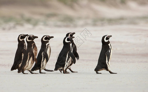 麦哲伦企鹅出海在福克兰群岛的沙滩上钓鱼图片
