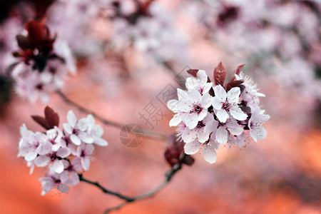 在春天的季节粉红色春天的花朵图片