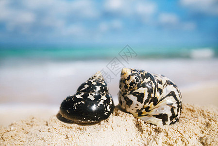 加勒比黑贝壳图片
