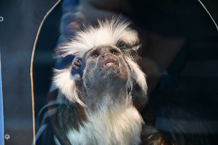 捂眼睛猴子jpg格式-捂眼睛猴子jpg图片-捂眼睛猴子jpg下载-摄图网