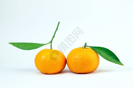 黄丹吉林普通话橙绿色叶图片