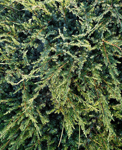 Cypress背景暗图片