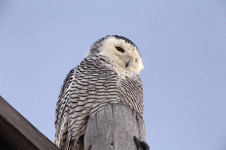 关闭了孤立在黑色背景上的雪鸮高清图片下载正版图片504959701摄图网