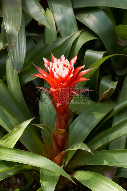 GuzmaniaMagnificiaGuzmania是Bromeliaceae家族120多种花图片