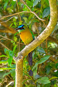 哥斯达黎加Monteverde附近森林蓝冠图片