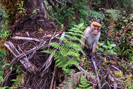 SriLankantoquemacaque或在风景雨林中的Macaca图片
