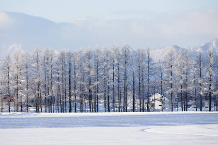 冬季北海道的风景图片