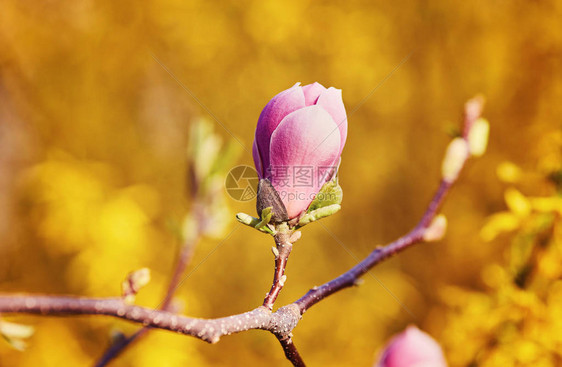 花木兰开花以为背景春天的花朵图片
