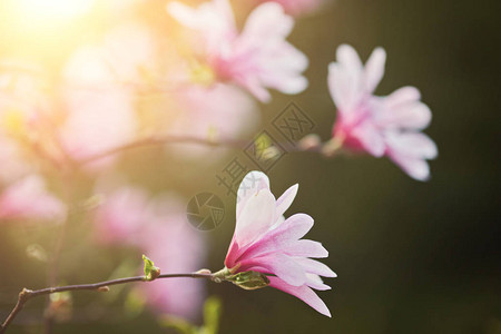 粉红色木兰花马格努亚花图片