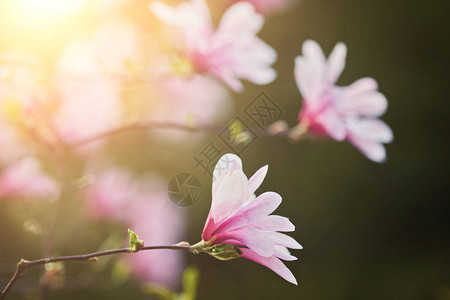 粉红色木兰花马格努亚花背景图片