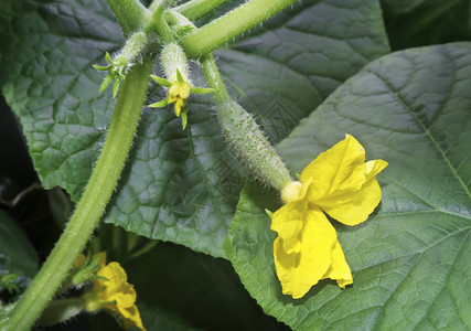 花园里种植着黄花和绿叶的青黄瓜幼苗图片