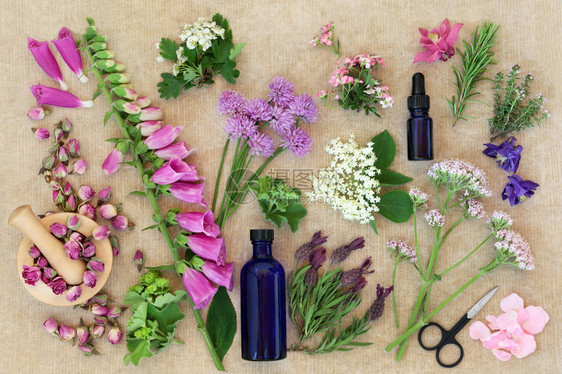 用于草药和芳香疗法的药草和花卉图片
