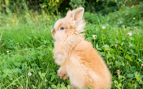 春天绿草上的兔子图片