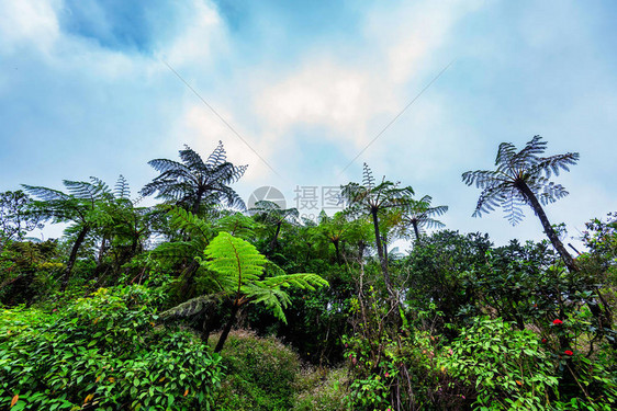 斯里兰卡霍尔顿平原公园中美丽的热带雨林的景象和巨型树苗图片