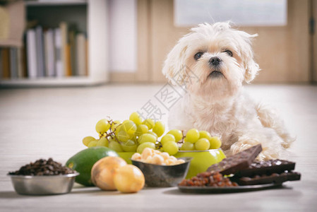 小白马耳他犬和对他有毒的食物成分背景图片