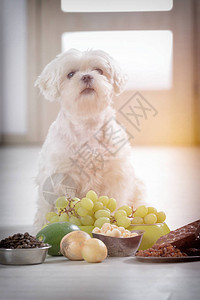 小白马耳他犬和对他有毒的食物成分图片