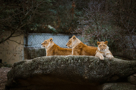 三名非洲红色狮子在寒冷的气候下躺在瑞士巴勒市动物园的一块石头上图片